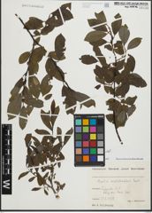 Foto von Salix mielichhoferi Saut.